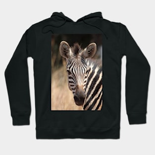 Plains Zebra Portrait #2, Akagera National Park, Rwanda. Hoodie